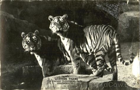 Western Tigers The Chicago Zoological Park Brookfield Il