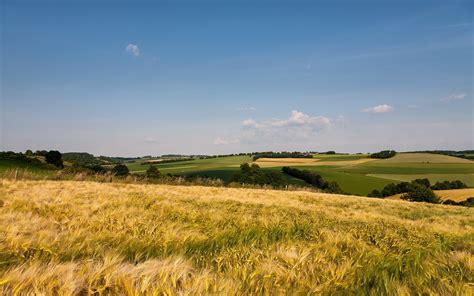 Wallpaper Grass Field Open Spaces Summer Ears 1680x1050 Coolwallpapers 661512 Hd