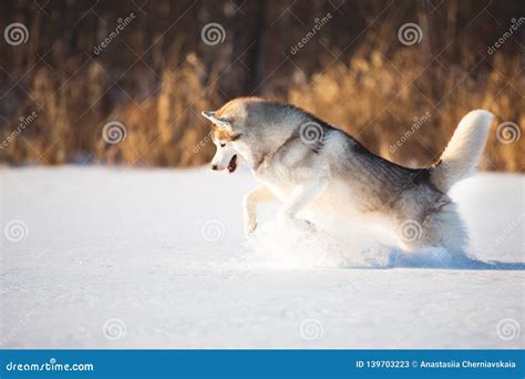 Husky Siberiano Beige Y Blanco Loco Feliz Y Divertido De La Raza Del