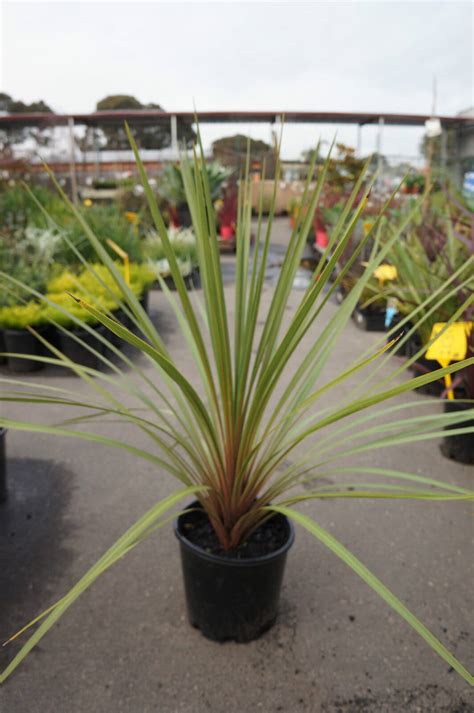 Cordyline Autumn Westlake Nursery