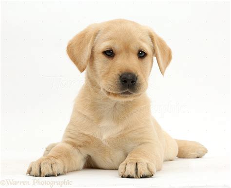 Dog Cute Yellow Labrador Puppy Lying Photo Wp41113