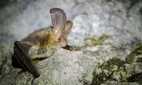 Le Valais et ses chauves souris Drosera écologie appliquée SA Valais