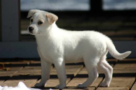 Canaan Dog Dog Breeds Facts Advice And Pictures Mypetzilla Uk