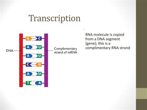 Rna And Protein Synthesis Ppt Download