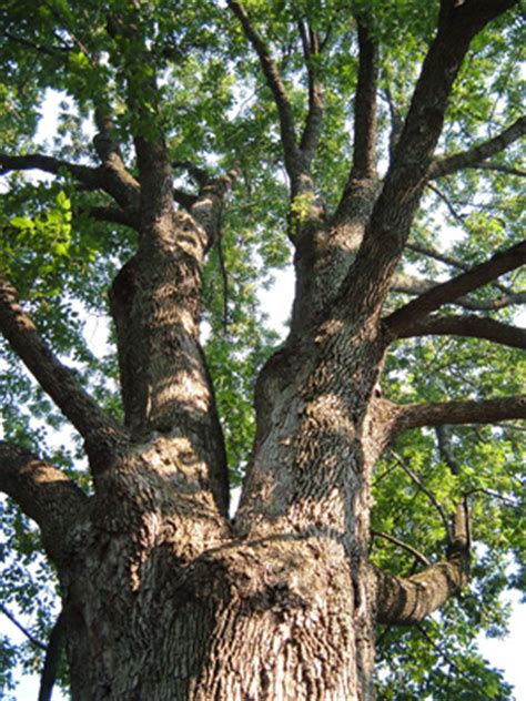 More On Cabling And Bracing Storms Maintenance Landscape Plants