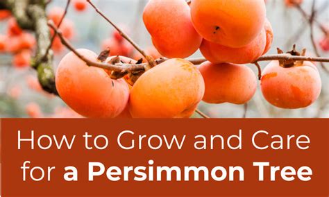 How To Grow And Care For A Persimmon Tree