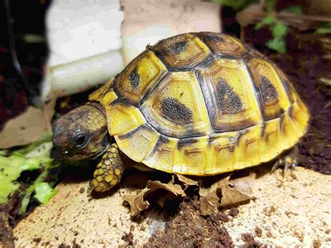 Tortues D Hermanns Boettgeri Et Tortues D Hermann Varoises Et Siciliennes