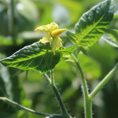 Deaflora Tomate Oaxacan Jewel Samen