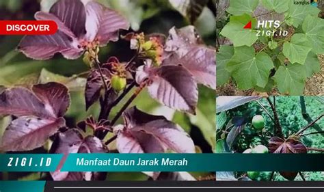 Ketahui Manfaat Daun Jarak Merah Yang Jarang Diketahui