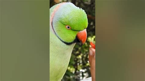 Mithu Tota बोलने वाला तोता Talking Parrot Ringneck Parrot Ytshorts Youtubeshorts Birdsounds