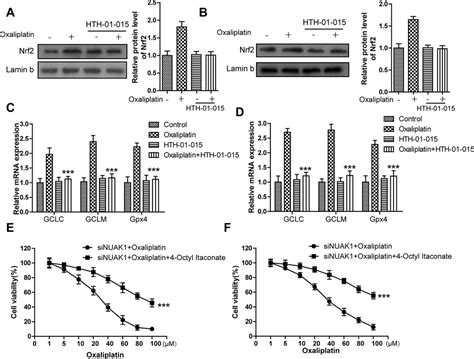 Suppressing The Kif20anuak1nrf2gpx4 Signaling Pathway Induces