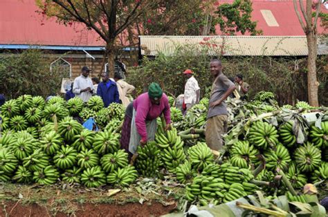 Community Gardening Projects: their Help with Boosting Nutritious Diets