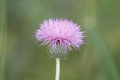 Texas Thistle Warbler Woods Plants And Fungi BioDiversity4All