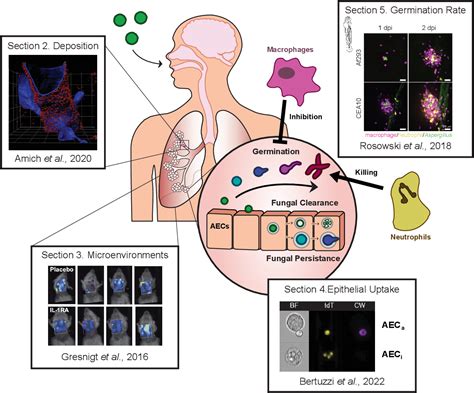 Figure From Novel Insights Into Aspergillus Fumigatus Pathogenesis