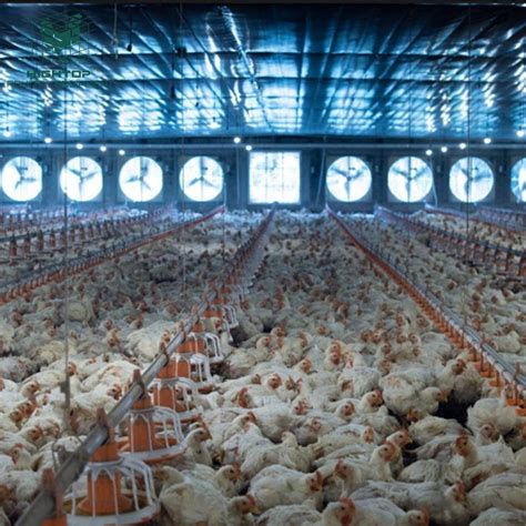 Free Design Africa Poultry Farm Broiler Chicken Automatic Broiler