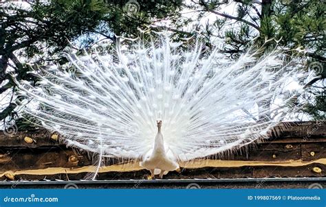 Albino Peacock Spreading Tail Feathers Stock Image - Image of feathers ...