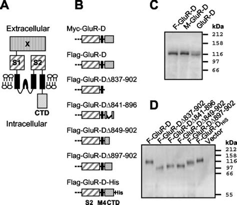 Expression Of Glur D C Terminal Deletions In Hek Cells A Topology