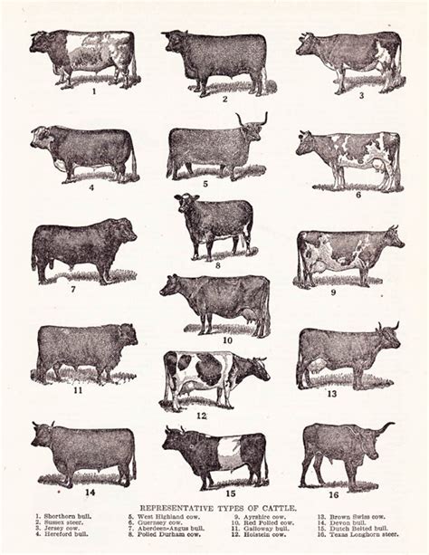 Printable Cattle Chart 'representative Types of - Etsy