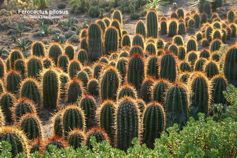 Types Of Cactus Details Photos Labelled And Varieties Debra Lee