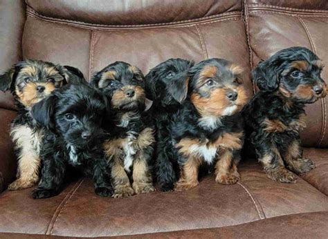 Yorkie poo | Dogs & Puppies for Rehoming | Charlottetown | Kijiji