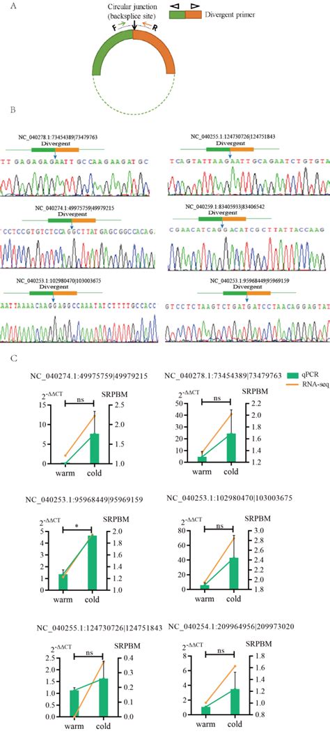 Verification Of Randomly Selected Six Circrnas From Rna Seq A The