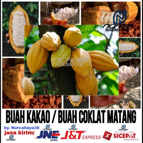 Jual Buah Coklat Matang Buah Kakao Matang Langsung Petik Dari Pohon