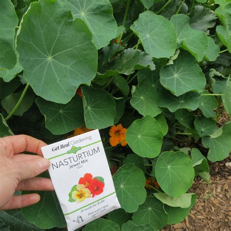 Zucchini Companion Plants – Sandia Seed Company