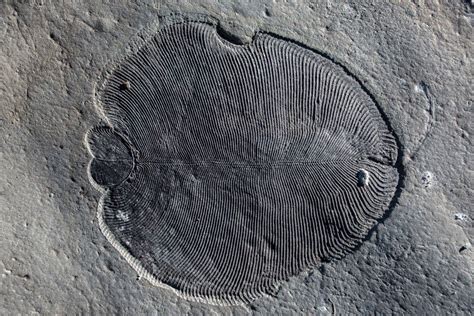 Scientists solve mystery shrouding oldest animal fossils