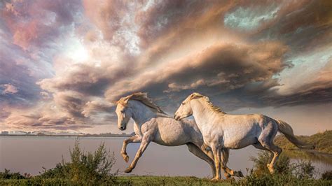 Two White Horses Are Running On Grass Under Cloudy Sky Hd Horse