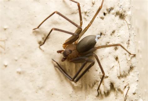 Las Vegas Desert Recluse Spider