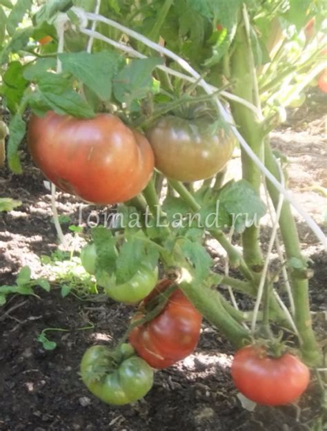 Томат Борония: описание сорта, ОТЗЫВЫ, фото, характеристика | tomatland.ru