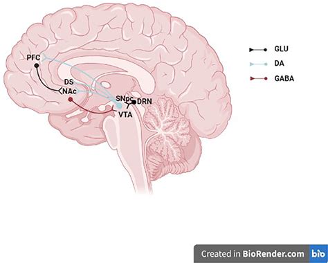 Midbrain Dopaminergic Neurons The Schematic Illustrates A Midbrain