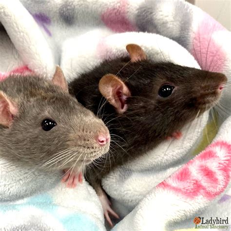 Ladybird Animal Sanctuary | Ladybird Animal Sanctuary - Knox