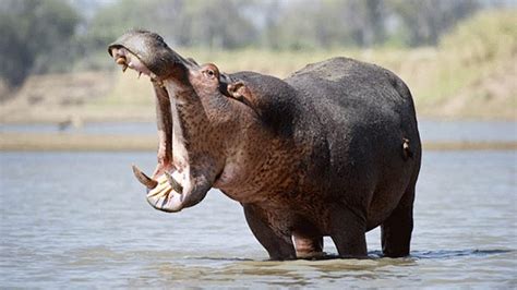 Cận cảnh hai con Hà mã ăn cỏ - Close-up of Two Hippos Eating Grass ...