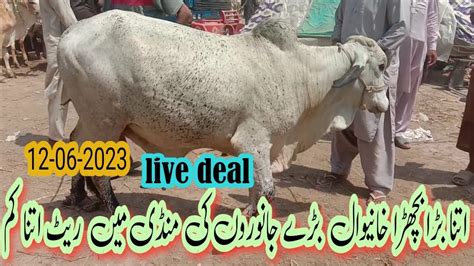 Cow Mandi Mein Qurbani Ka Sasta Mall L Bakra Eid L Qurbani Ke Liye