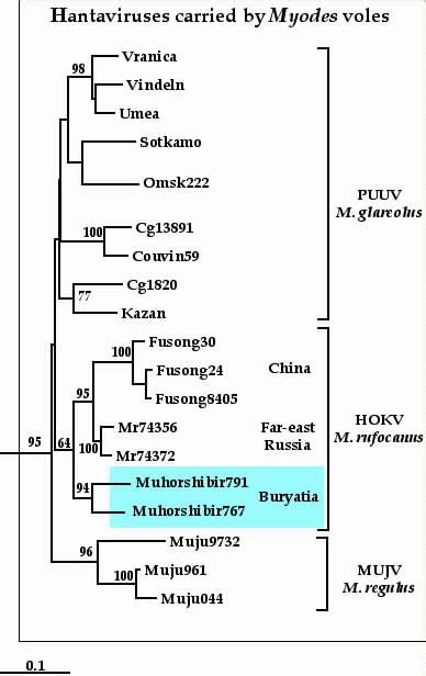 Phylogenetic Tree Fitch Margoliash Of Myodes Associated Hantaviruses