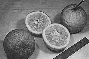 arancio amaro agrumi