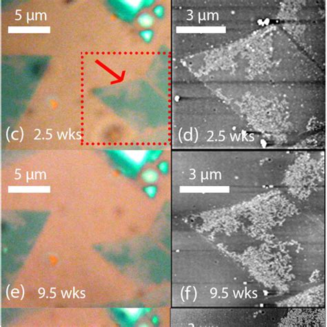 A Optical Image Of A Cvd Grown Mos2 Monolayer 1 Month After Growth