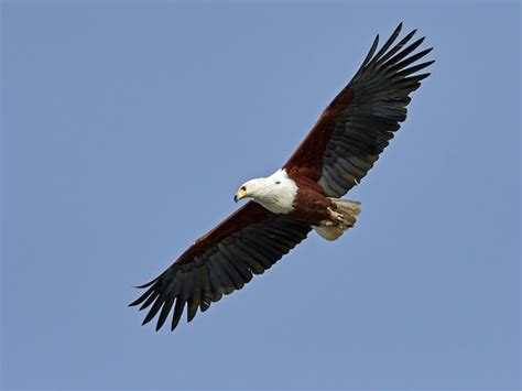 Premium Photo African Fish Eagle Haliaeetus Vocifer