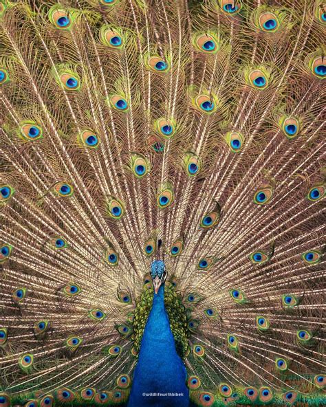 One of the prettiest bird, peacock. : r/Birdsfacingforward