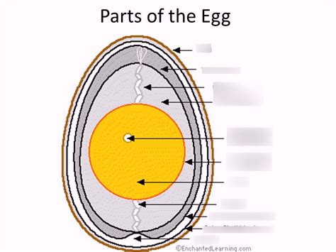 Parts of an Egg Diagram | Quizlet