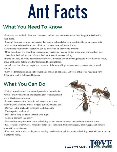 Ant Facts And Prevention Jove Pest Control