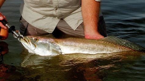 Texas Speckled Trout Fishing Bag And Slot Limits Changing