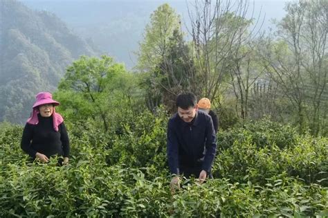 讲座回顾 青年讲会013期： “新时代、新农人、 新茶乡——武陵山区乡村产业振兴的实践纪实” 主题分享会 数艺网