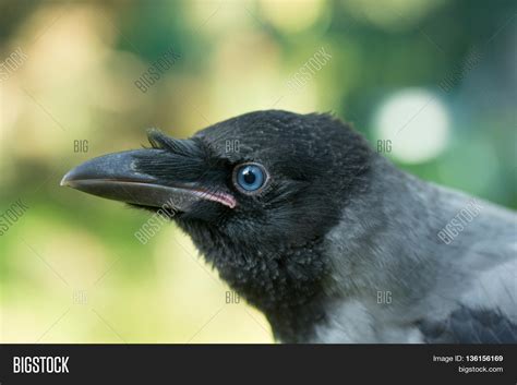 Portrait Gray Crow Image And Photo Free Trial Bigstock