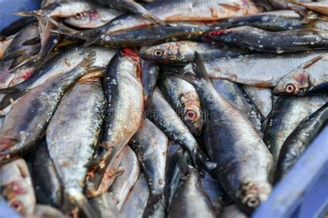 Raw Herring in a Box on the Market Stock Photo - Image of counter, culture: 153885510