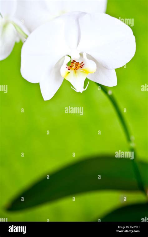 white orchid on green background Stock Photo - Alamy