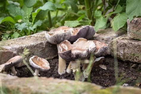 Essbare Pilze im Garten züchten so legt man ein Pilz Beet an