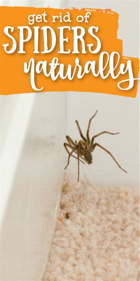 Easy Diy Natural Spider Repellent Spray To Keep Spiders Away