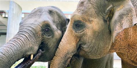 Short-eared elephant shrew | Smithsonian's National Zoo and ...